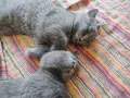 Продавам 2 късокосмести британчета-1момиченце и 1момченце, снимка 8