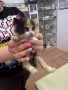 Подарява се обезпаразитено с хигиенни навици женско коте, снимка 1