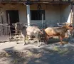Продавам пръчове, снимка 3