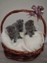 Шотландски клепоухи котета, снимка 1