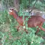 Три кози и 4 ярета, снимка 9