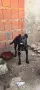 cana corsa cinsi köpegim satılık 4aylıktır tüm asılları yapık, снимка 3