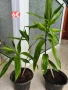 Драцена Dracaena reflexa, снимка 4