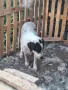 подарявам две кучета каракачанки, снимка 3