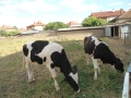 продавам 2 бр женски телета, снимка 2