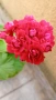 Сортово мушкато Pelargonium Plum Rambler / Зонално мушкато , снимка 4
