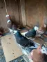 Гълъби демкежи топ качество , снимка 6