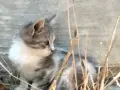 Котета подарявам!!!, снимка 6