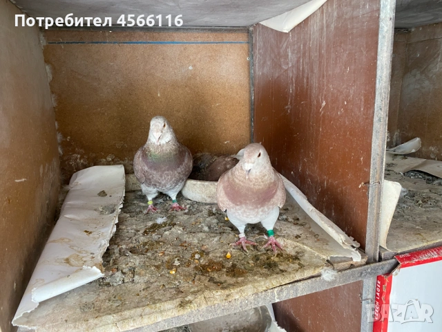Стандартни пощенски гълъби 