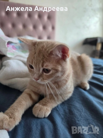 Британско мъжко коте търси своя любящ дом❤️  , снимка 3 - Британска късокосместа - 54401397