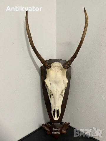 Много красив шилар, снимка 7 - Други - 54240918