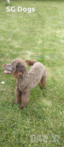 Пудел, снимка 16 - Пудели - 54322905