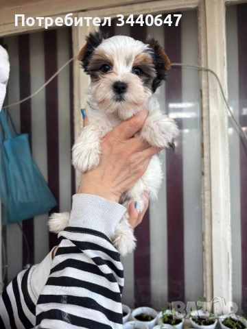 Женско и мъжко Бивър йорки