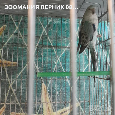 поен папагал женски син, снимка 2 - Папагали - 55577734