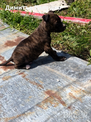 Малки потбулчета 