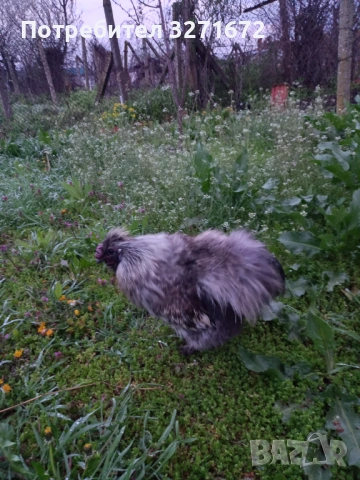 Петле копринка 