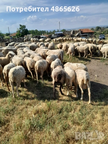 Продавам овце  , снимка 5 - За селскостопански - 55016659