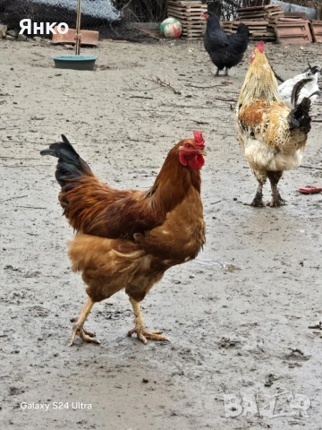 Петли, снимка 17 - Кокошки и пуйки - 52912712