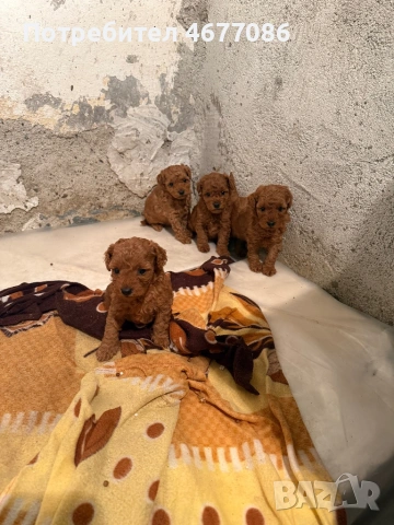 Той пудели ред априкот 