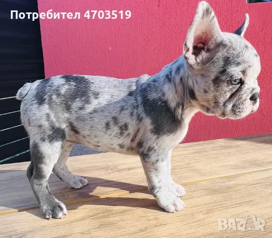 Френски булдог мерле