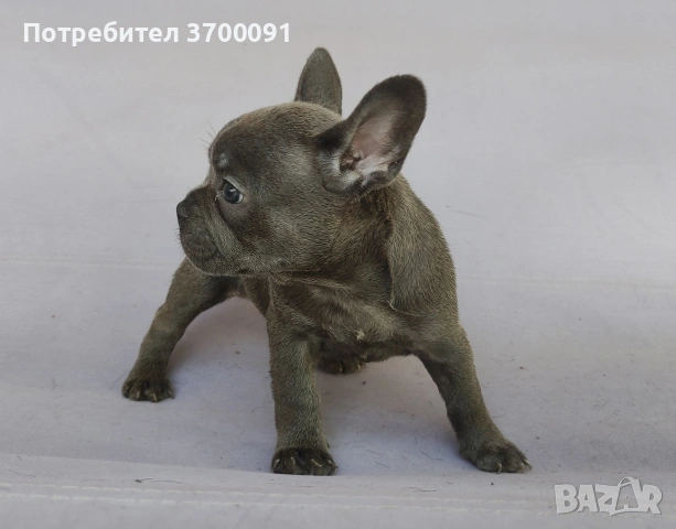 френски булдог/ булдочета , снимка 5 - Френски булдог - 54976659