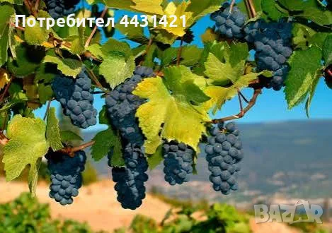 Доставка на грозде за вино и ракия - Мерло Каберне Мавруд и др., снимка 2 - Транспортни услуги - 55575066
