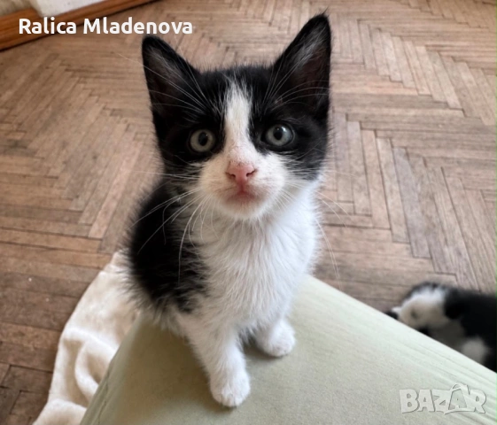 Подарявам котенца, снимка 3 - Други - 54893197