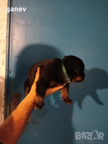 бебета ротвайлер , снимка 7 - Ротвайлер - 54019595