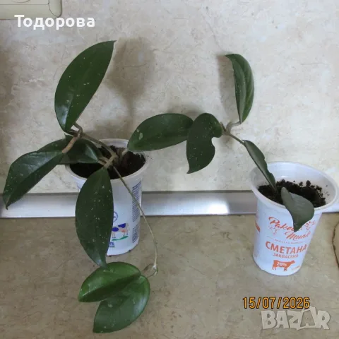  хоя восъче двуцветно, снимка 3 - Стайни растения - 51286115