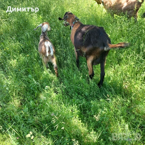 2мъжки агнета и 2овци и3 кози, снимка 10 - Овце - 54420379