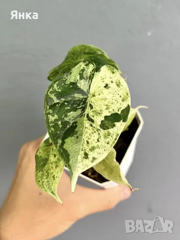 Alocasia Dragon Scale Mint, снимка 2 - Стайни растения - 55323028