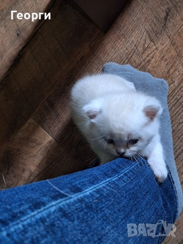 Британски късокосмести, снимка 9 - Британска късокосместа - 54100765