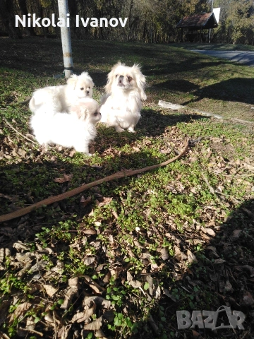 Бели мъжки пекинезчета на 75 дни , снимка 6 - Пекинез - 54176658
