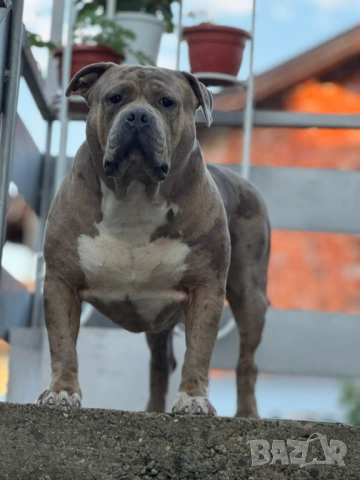 Американско Були Хл American bully Xl ABKC , снимка 2 - Други - 54806076