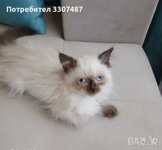 Коте порода Регдол, снимка 3 - Други - 54607291
