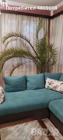 Продава големи финикови палми, снимка 3 - Градински цветя и растения - 54323417