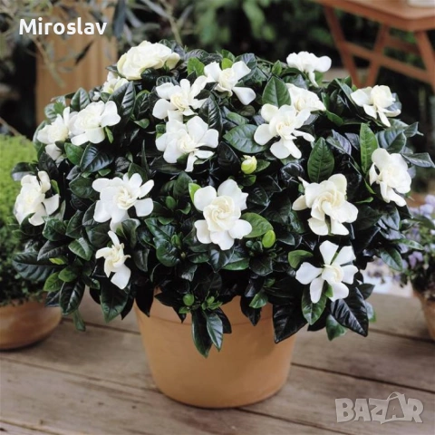 Гарденията (Gardenia jasminoides)