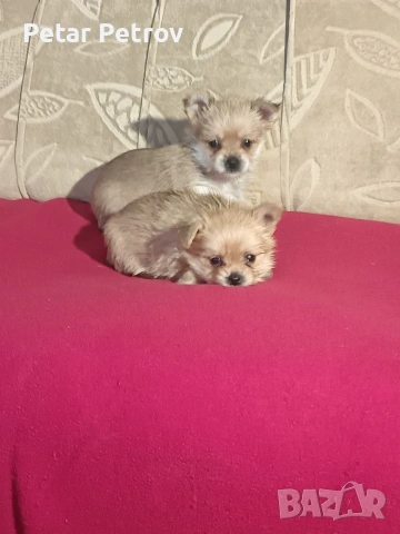 Шпиц , снимка 17 - Шпиц - 53994562