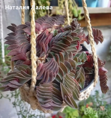 Кализия, callisia Navicularis