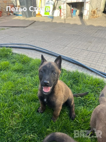 Малки кученца , снимка 8 - Белгийска овчарка - 54251779