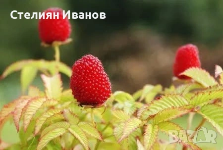 Ягодомалина (Rubus illecebrosus) - растения в контейнери, снимка 4 - Градински цветя и растения - 54017701