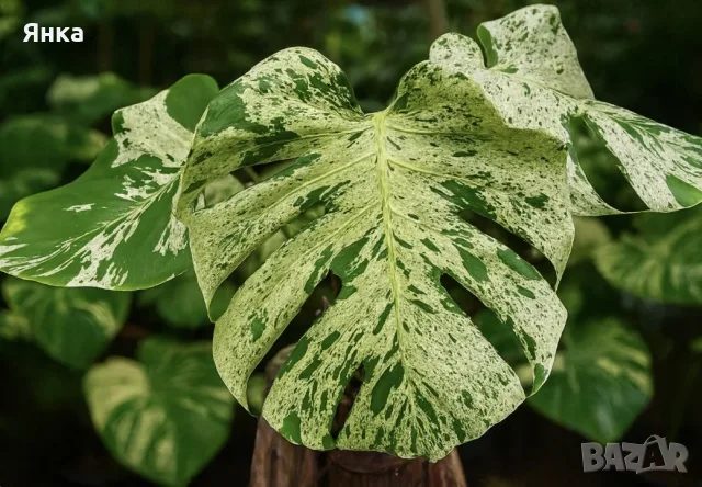 Monstera Bulbasaur Variegata, снимка 2 - Стайни растения - 55322883