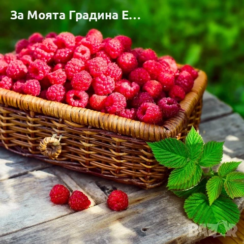 Малини 27 сорта , снимка 7 - Разсади - 54020155