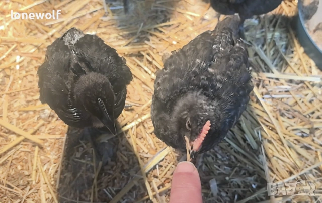 Породисти пилета