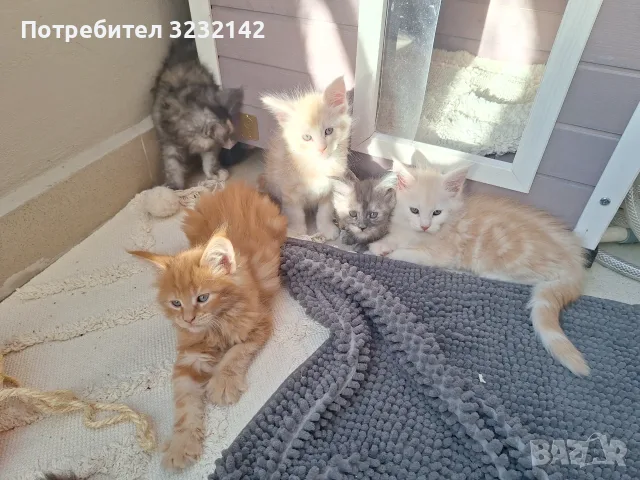 Котенца Мейн Куун , снимка 9 - Мейн кун - 55512481