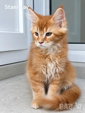 Котенца Мейн Куун, снимка 4 - Мейн кун - 54486305