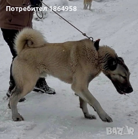ТУРСКИ КАНГАЛ Доставка , снимка 5 - Кангал - 53997867