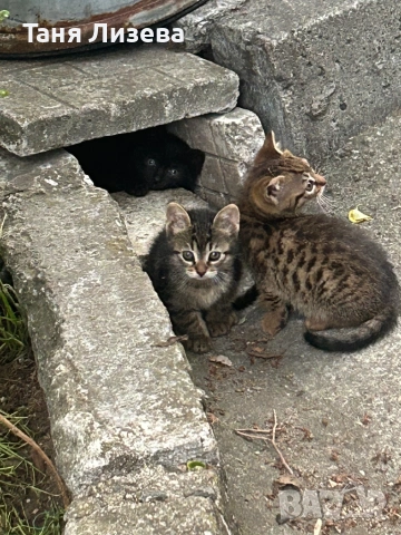 Подарявам малки котенца, снимка 2 - Други - 54489136