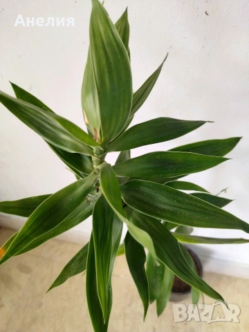 Драцена Dracaena angustifolia!, снимка 3 - Стайни растения - 54655313