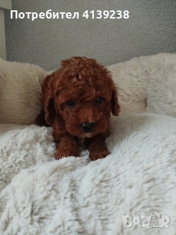 Той Пудел Poodle toi , снимка 7 - Пудели - 54976284